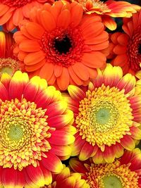 Full frame shot of yellow daisy flowers