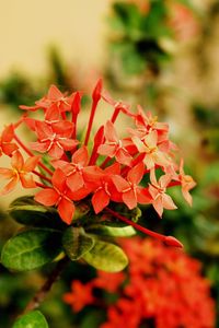 Close-up of red flowers blooming outdoors