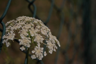 Close-up of white flowering plant