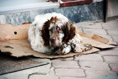 Close-up of dog sitting on sidewalk