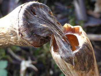 Close-up of wooden plank