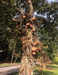 Close-up of fruit tree