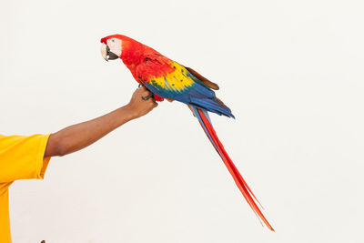 Cropped hand of man holding scarlet macaw against white background