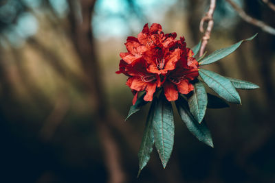 Close-up of red flowering plant