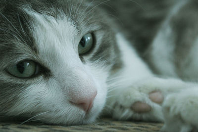 Close-up portrait of a cat