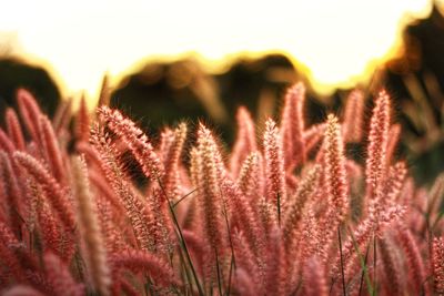 Close-up of plant on field against sky