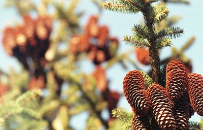 Low angle view of pine tree against sky