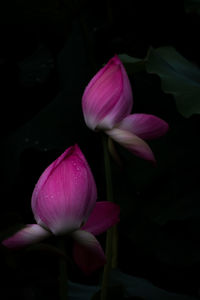 Close-up of pink tulip against black background