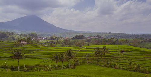 Scenic view of agricultural field against sky