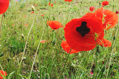 High angle view of red poppy flower on field