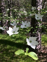 Close-up of white flowers