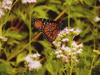 Close-up of butterfly pollinating on flower