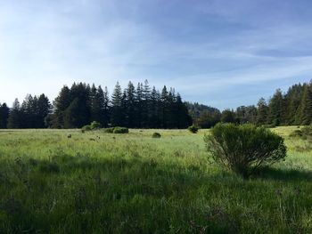 Scenic view of grassy field against sky