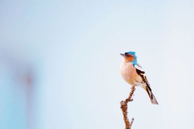 Low angle view of bird perching on branch against clear sky