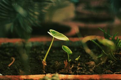 Close-up of green plant