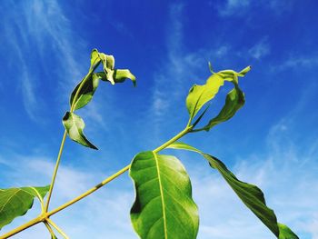 Low angle view of leaves against blue sky