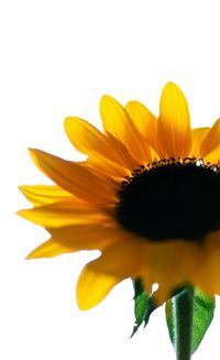 Close-up of sunflower