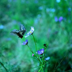 Butterfly on purple flower