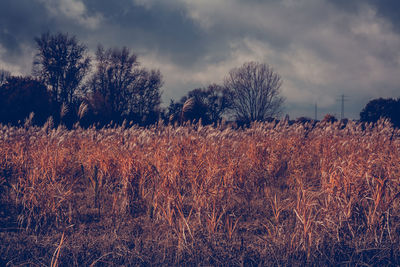 Scenic view of field against cloudy sky