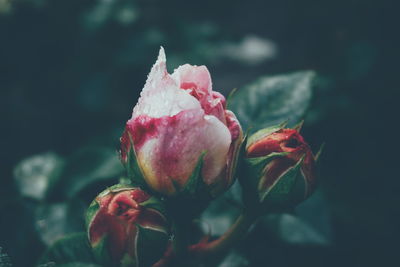 Close-up of rose bud