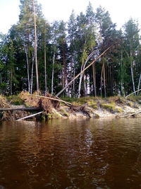 Scenic view of lake in forest
