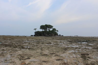 Trees on field against sky