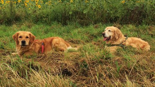 Dog standing on grassy field