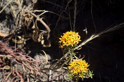 Close-up of yellow flowers blooming outdoors