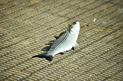 Birds in flight