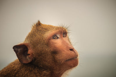 Close-up of a monkey over white background