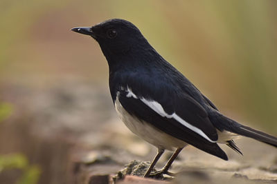 Close-up of a bird