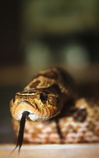 Close-up of lizard on wood
