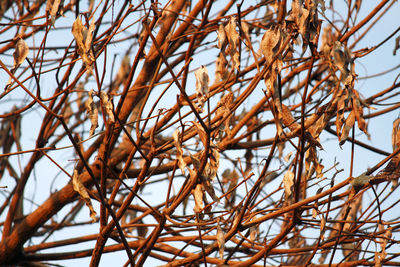 Low angle view of dry plants against sky