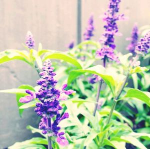 Close-up of insect on purple flowers