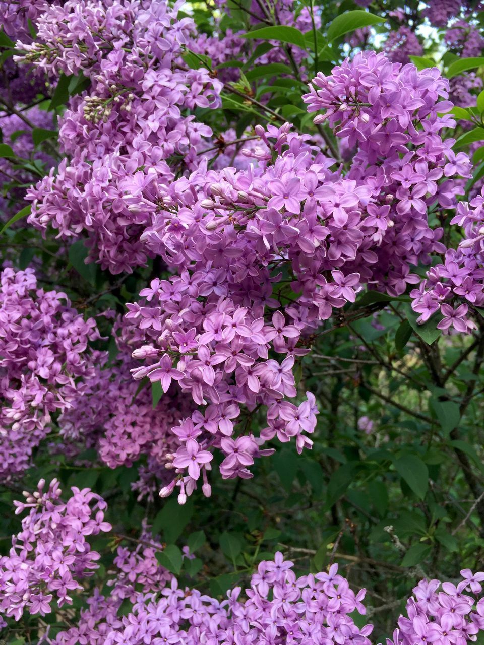 CLOSE-UP OF PINK FLOWERS