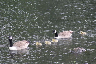 Swans swimming in lake