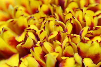 Full frame shot of yellow flowers