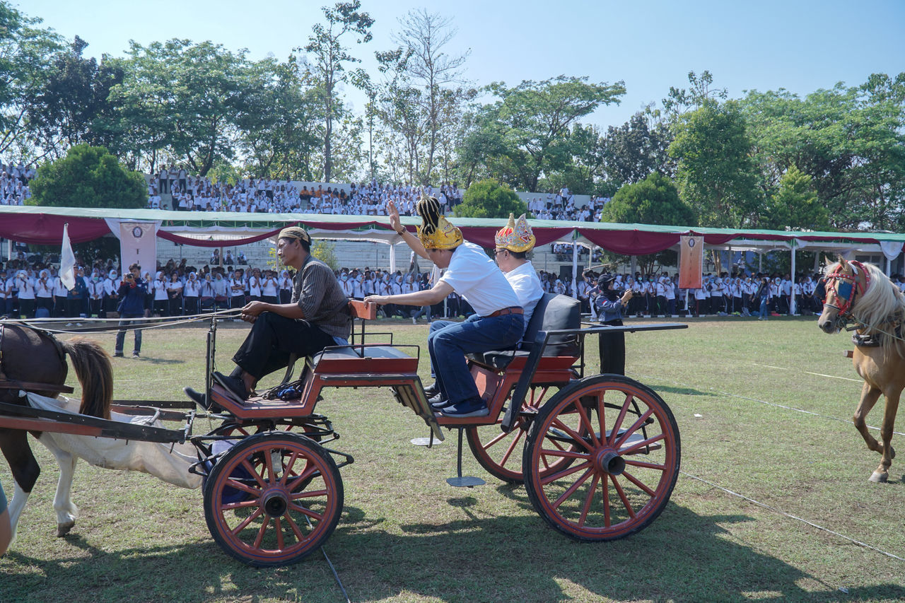 horse, transportation, carriage, tree, plant, horse and buggy, group of people, domestic animals, nature, horse harness, mammal, vehicle, animal, livestock, animal themes, animal wildlife, day, mode of transportation, crowd, pet, horse cart, men, cart, working animal, outdoors, large group of people, group of animals, land vehicle, sports, person, adult, sunlight, sky