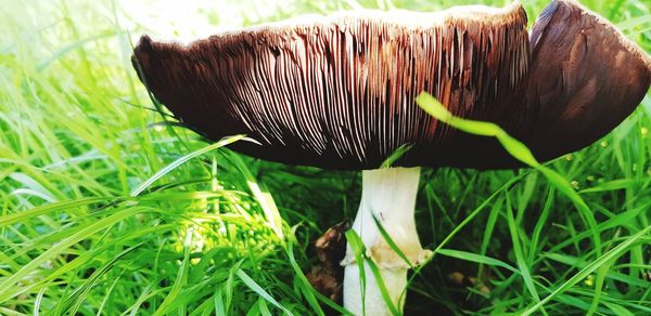 Close-up of mushroom growing on field