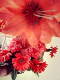 Close-up of red flower