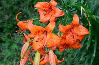 Close-up of orange lily flowers