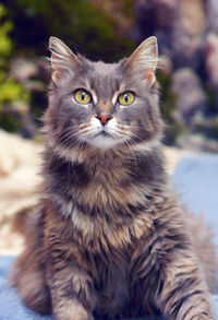 Close-up portrait of cat