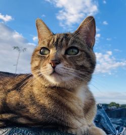 Close-up portrait of tabby cat against sky