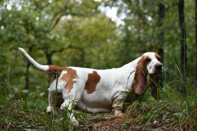 Side view of dog on field