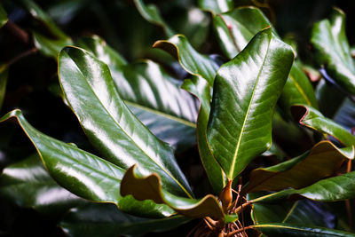 Close-up of green leaves