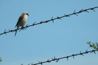 Low angle view of birds perching on fence against blue sky