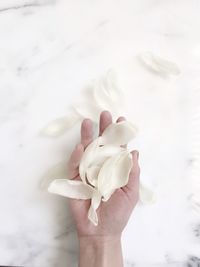 Cropped image of woman hand with scattered flower petals on white background