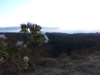 Close-up of flowering plant on land against sky