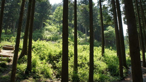 Trees growing in forest