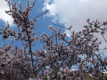 Low angle view of blooming tree against sky